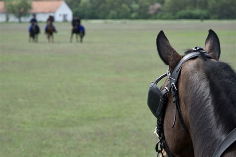 Horse Approach Riders Free Photo On Pixabay Pixabay