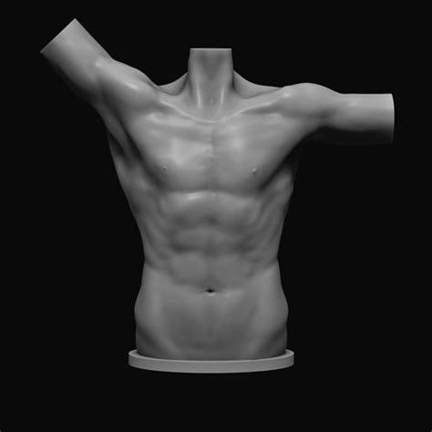 Male Torso 3D Model 3D Printable CGTrader