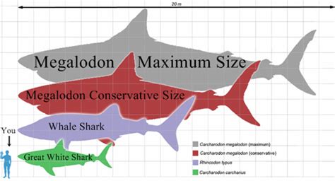 All Your Megalodon Shark Facts And Stats Are Here - Shark Sider