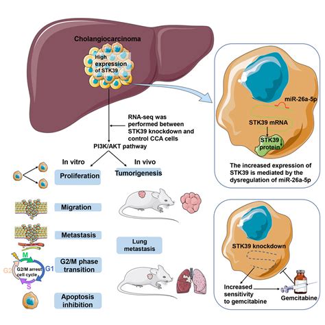 Stk39 Enhances The Progression Of Cholangiocarcinoma Via Pi3kakt