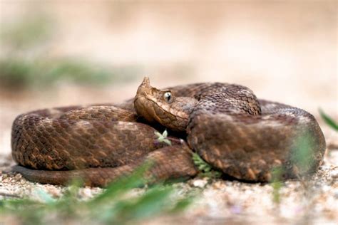 Boa Constrictor Características Alimentación Hábitat Reproducción Depredadores