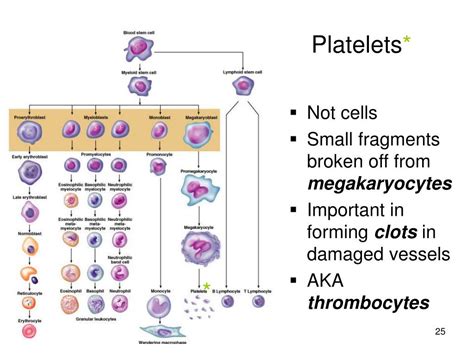 Ppt Hematology Powerpoint Presentation Free Download Id 381513