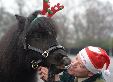 Pony Major Corporal Mark Wilkinson Scots Snatches A Christmas Kiss