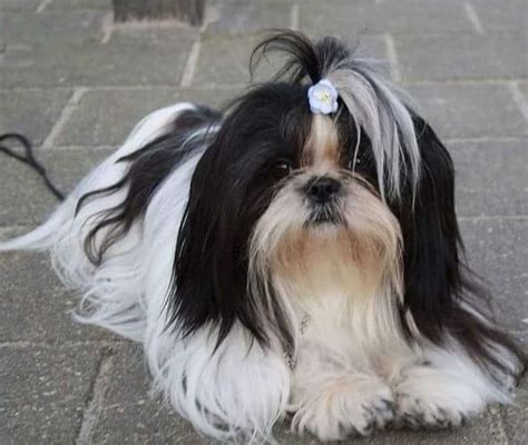 Top Popular Shih Tzu Haircuts Pictures Page Of The