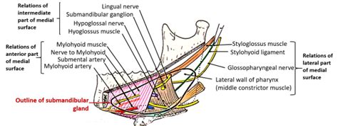 Submandibular Gland – Anatomy QA