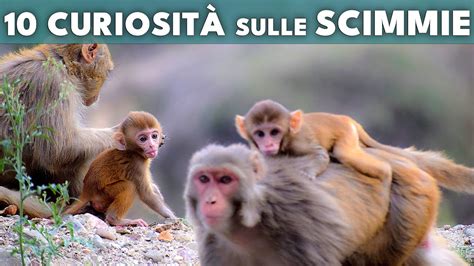 10 CURIOSITÀ CHE NON SAPEVI SULLE SCIMMIE The Animal Houe YouTube