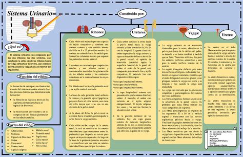 Mapa Conceptual Sistema Urinario Sistema Urinario El Sistema Urinario