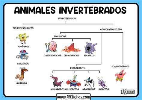 Los Animales Invertebrados | Clasificación y Tipos de Invertebrados