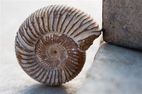 Descubriendo los secretos del pasado la tafonomía del fósil Nautilos