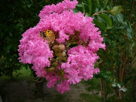 C Mo Cuidar Y Mantener La Lagerstroemia Indica O Rbol De J Piter