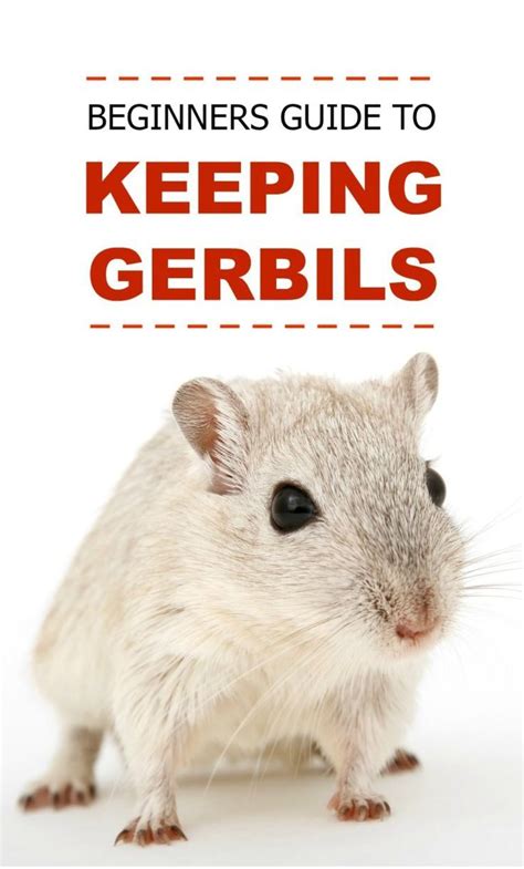 Gerbils As Pets Pbs Pet Travel Gerbil Pet Travel Best Pets For Kids