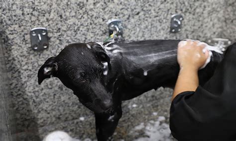 Ser Que Cachorro Pode Tomar Banho Gua Quente