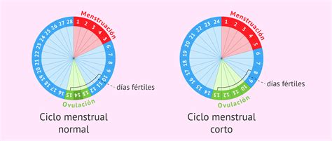 Días Fértiles Ovulación Y Regla