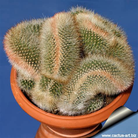 Mammillaria Spinosissima Var Auricoma Cristata