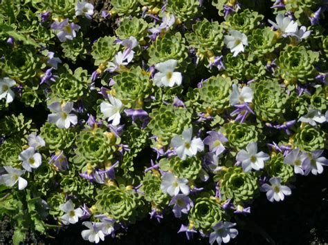 Viola cotyledon - World of Succulents