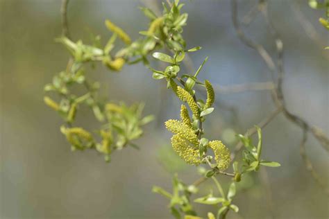 How To Grow And Care For Corkscrew Willow