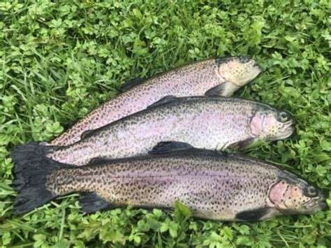 Truite arc en ciel vidée 1 pers Pisciculture Rein