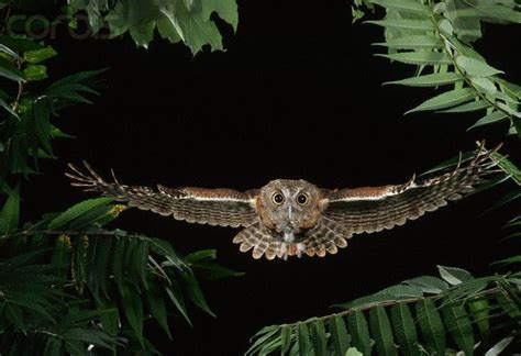 Owls Flying Eastern Screech Owl Flying Through Trees Md002196