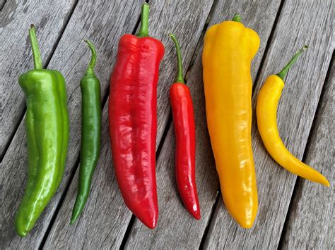 Paprika In Alle Kleuren Van De Regenboog Lekker Tafelen