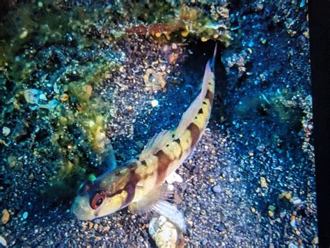 Species of this goby / shrimpgoby? Lembeh Indonesia. : r/Fish