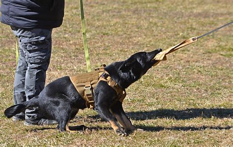 Xtreme Honor Vom Haus Morrisson Haus Morrisson German Shepherds