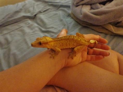 Yellow Crested Gecko Profile by dogatemymanuscript on DeviantArt