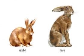 Bunnies And Rabbits Difference