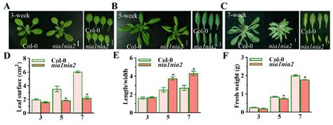 Ijms Free Full Text Nitrate Reductase Mediated Nitric Oxide Regulates The Leaf Shape In