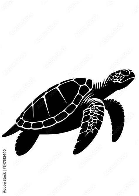 Turtle Svg Turtle Png Turtle Outline Svg Sea Turtle Svg Cricut Sea