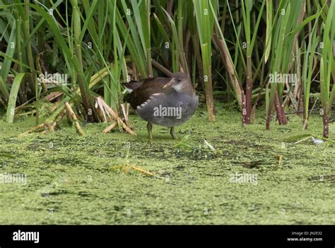 Juvenile moorhen feeding in village pond Stock Photo - Alamy