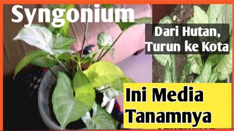 Ini Media Tanam Syngonium Atau Keladi Hijau Agar Tumbuh Subur Dan Indah