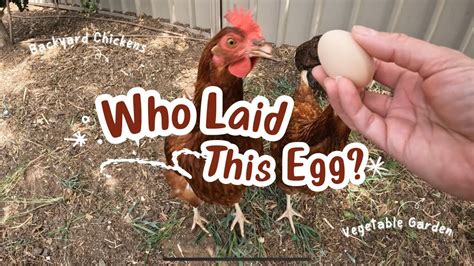 Backyard Chickens Egg Hunt Silver Pencilled Wyandotte Bantam Laid Her First Egg Youtube