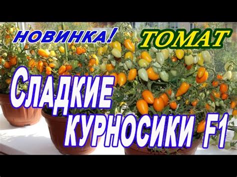 Томат Сладкие курносики F1. Ультраранний, обсыпной, очень сладенький ...