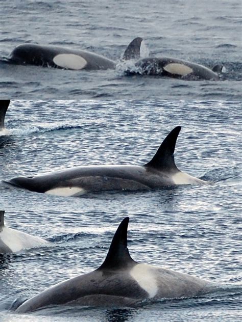 Type B Killer Whales Orcinus Orca Photographed Around The French