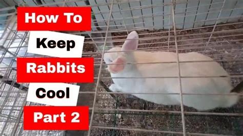 How To Keep Rabbits Cool In The Summer Part 2 Youtube