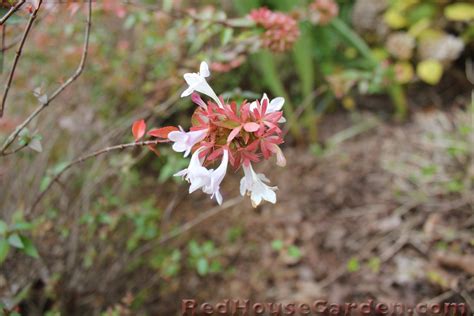 Abelia Plant Varieties Téléchargement Gratuit Télécharger | Unique PhotoPNG