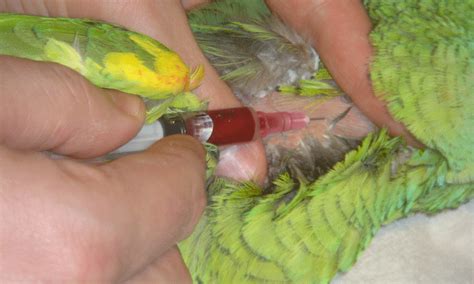 Avian Venipuncture