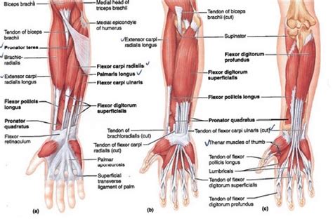 Muscles Of Human Forearm That Act On Hand And Fingers Flashcards Quizlet