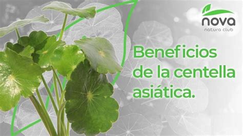 Beneficios de la centella asiática Nova Natura Club Suplementos