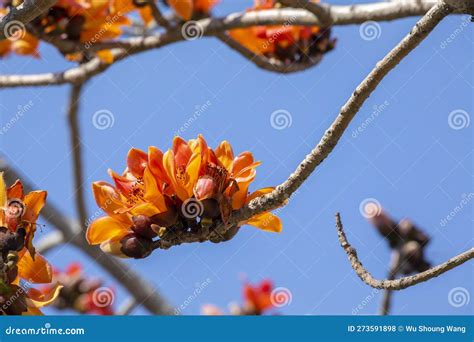Taiwan, Spring, Kapok Season, Blooming, Kapok Stock Photo - Image of ...