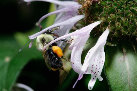 Honey bee filling up her pollen sacs! : r/bees