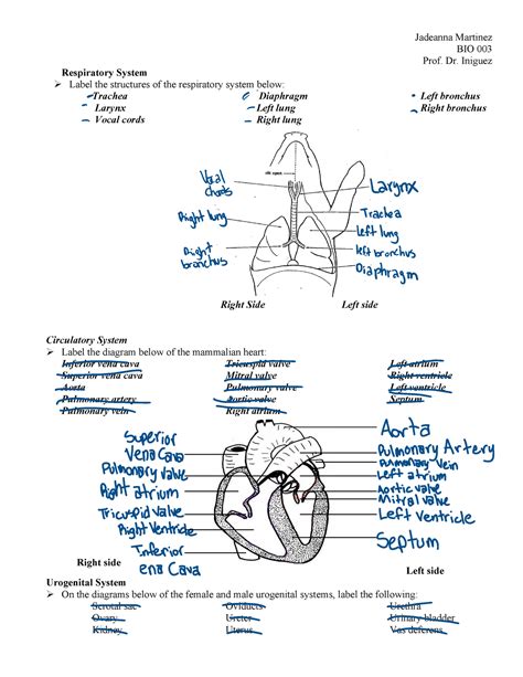 Fetal Pig Anatomy Dissection Lab Jm Jadeanna Martinez Bio 003 Prof