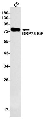 High Affinity And Specificity Recombinant GRP78 BiP Monoclonal Antibody