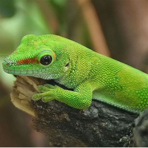 Giant Day Gecko Cb Babies