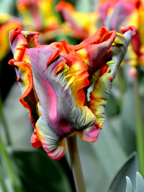 Tulip Rainbow Parrot | Order Your Exclusive Tulip Bulbs at DutchGrown