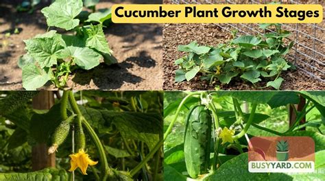 Cucumber Plant Growth Stages A Comprehensive Guide For Gardeners