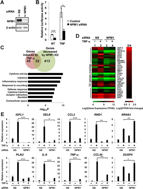 Npm Regulates Nf B Dependent Gene Transcription A Knockdown Of Npm