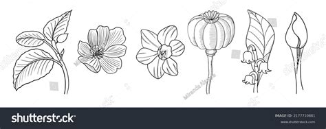 Wild Flowers Sketch Vector Style Stock Vector (Royalty Free) 2177710881 | Shutterstock