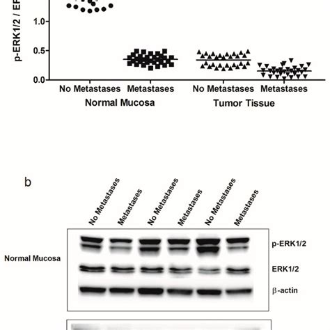 A P Erk Erk Ratio Protein Values Detected In Intestinal Tissue