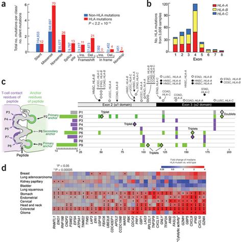 Distribution Of Hla Mutations Across Cancers And Across Functional Download Scientific Diagram